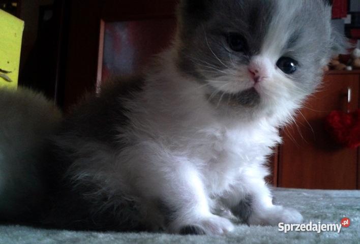 Pers Persy KotKotki Koty PERSKIE śląskie Sarnów