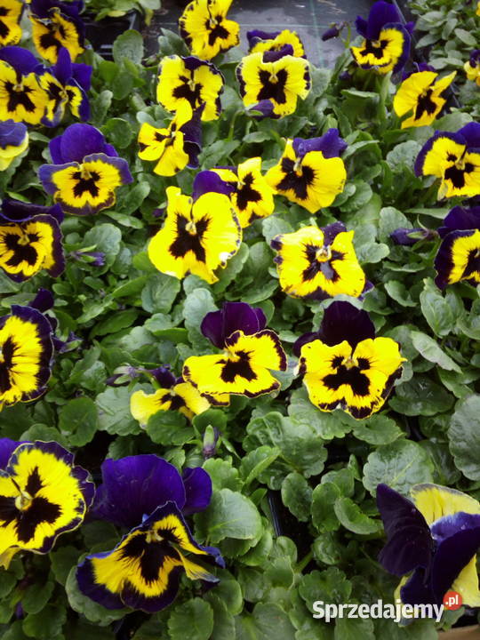 Bratki Hurt Białystok Podlasie Rośliny