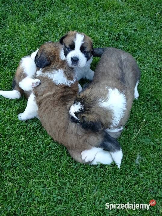 Szczeniaki bernardyn Korzenna