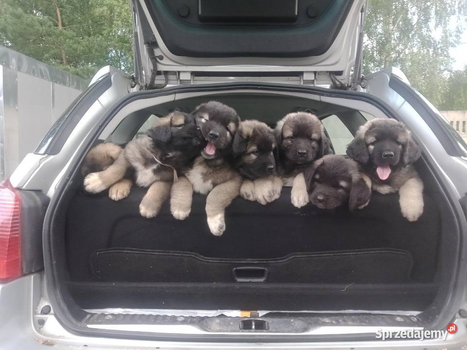 Owczarek kaukaski Grodzisk Mazowiecki