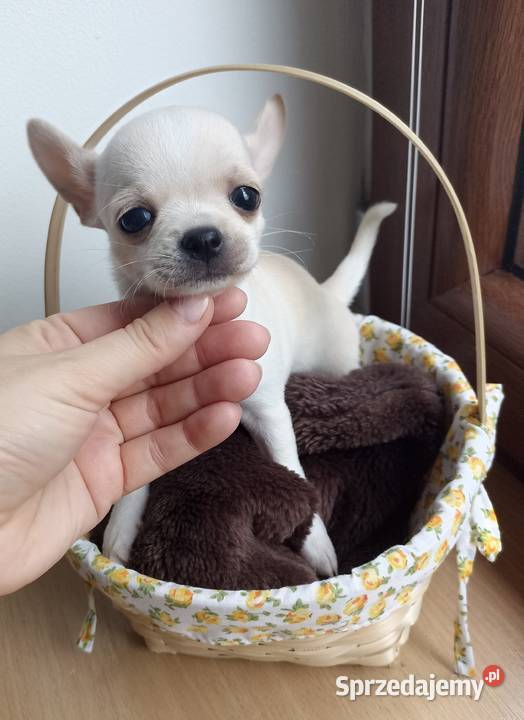 Mini Suczka kremowo biała chihuahua krótkowłosa Bełchatów