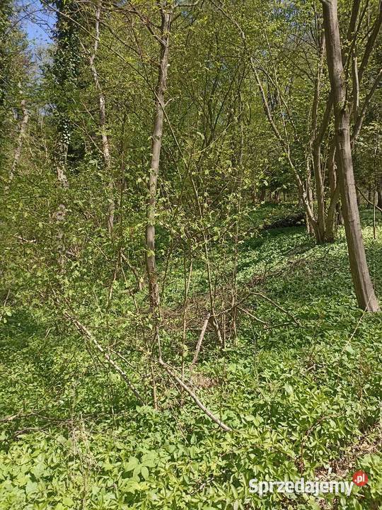 Las Karwodrza połowa Sprzedaż