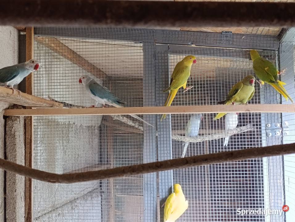 Aleksandrety obrożne głowa ogon Grodzisk Wielkopolski sprzedam