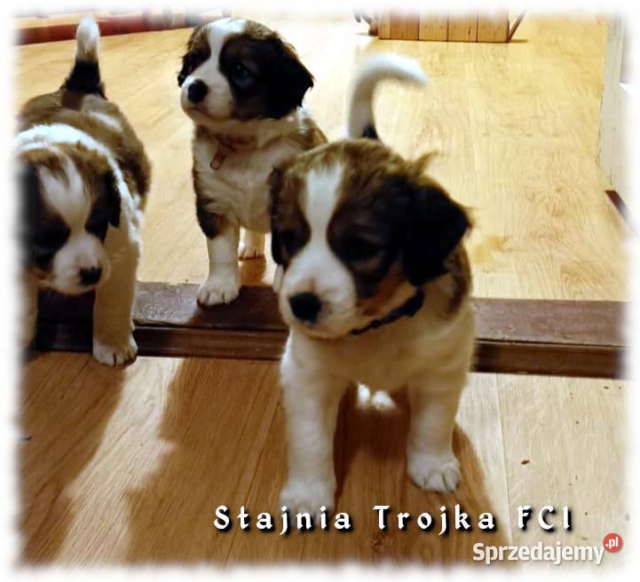 Do adopcji urocze szczeniaki rasy Kooikerhondje