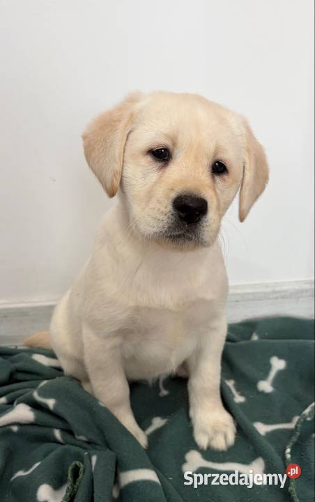 Labrador Retriever Miechucino