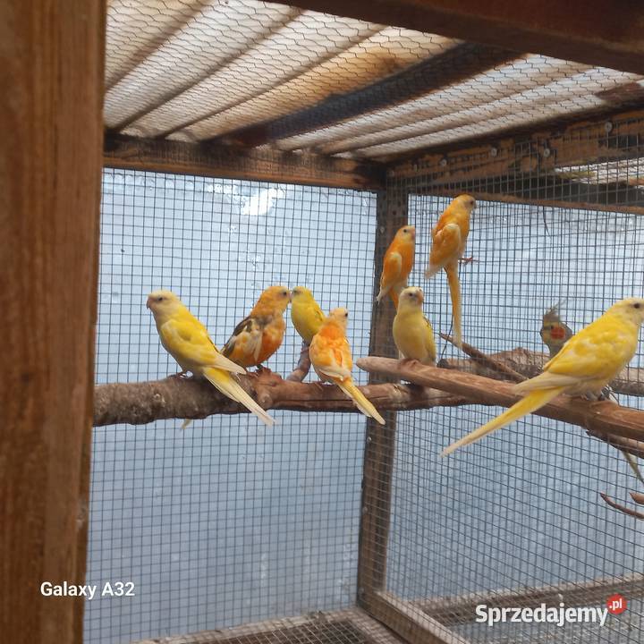 Świergotki seledynowe dorosłe i młode Garwolin