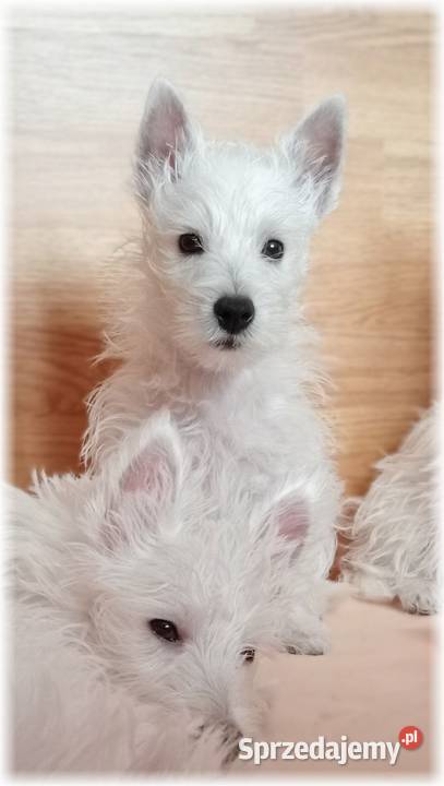 West Highland White Terrier CMO0 ZKwP FCI suczka śląskie Częstochowa sprzedam