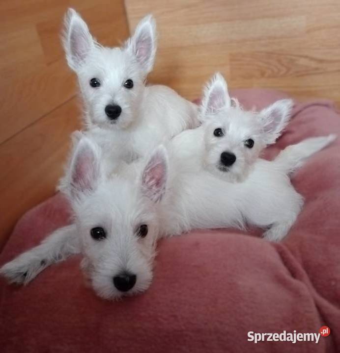 West Highland White Terrier DNA CMO0 westie 2025 Częstochowa sprzedam
