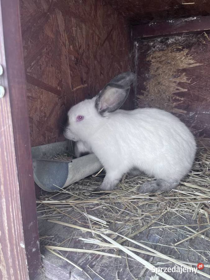 Króliki Kalifornijske Nadstawki