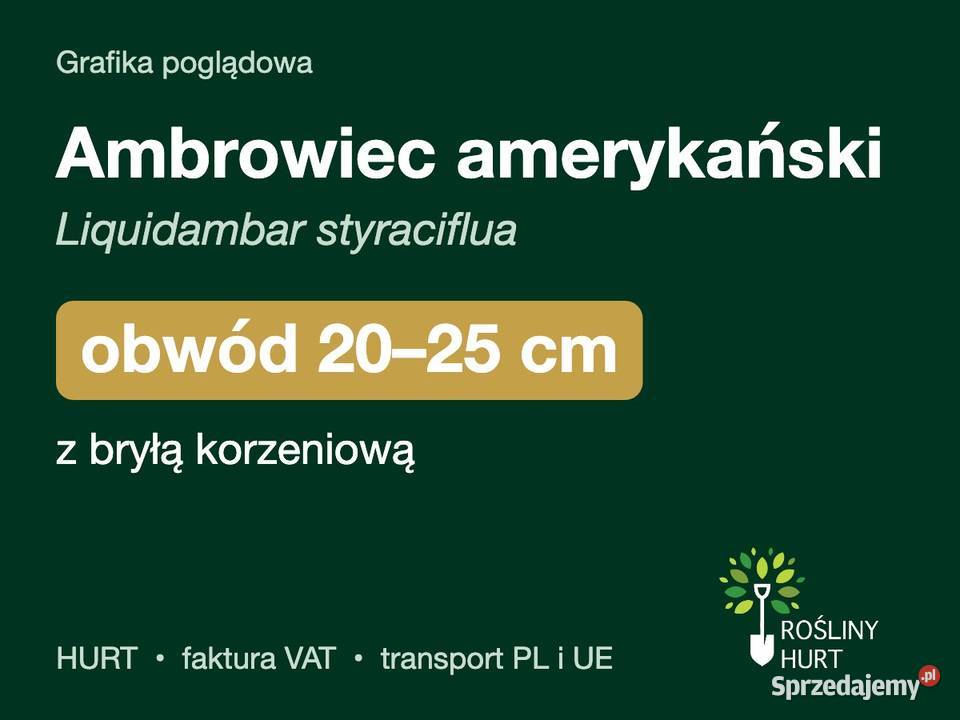 Ambrowiec amerykański obwód 2025 z bryłą HURT