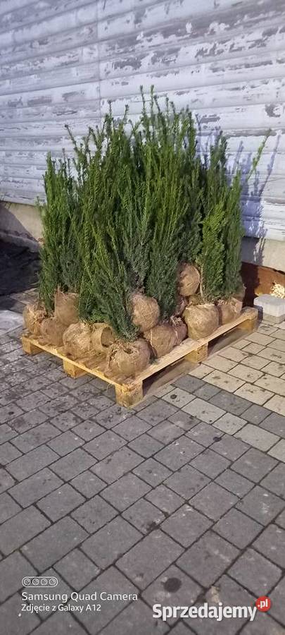 Cis hicksii I hilli 9060 28 2000 sztuk Mąkolno