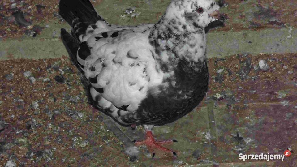 sprzedam gołębie podkarpackie Podborze