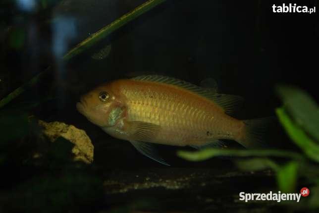 Pyszczaki Zebra RedRed Metriaclima Estherae Morawica