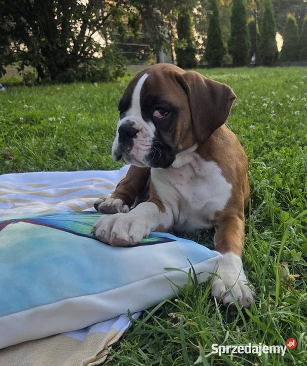 Bokser szczenięta Dominowo sprzedam