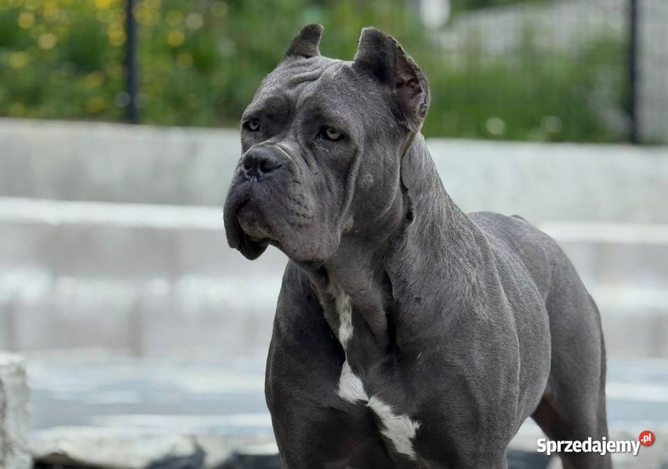 Szara suczka Cane Corso ZKwPFCI małopolskie