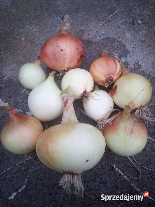 WarzywaZboża z małego gospodarstwa Pozostałe