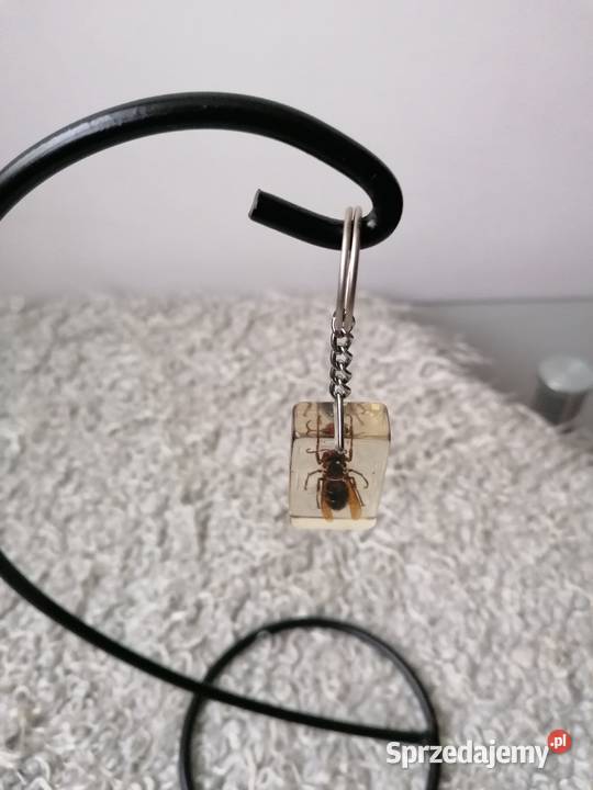 BRYLOCZEKPSZCZOŁA W ŻYWICY Łódź