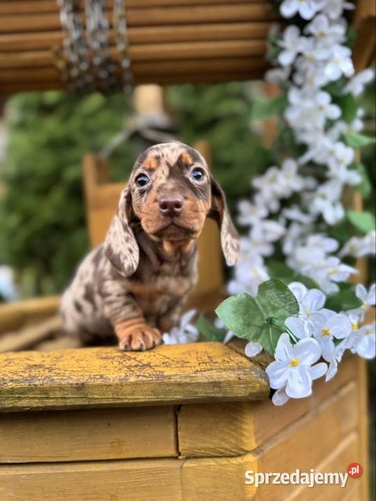 Wyjątkowa Sunia Jamnik miniaturowy Choco merle z mazowieckie Warszawa