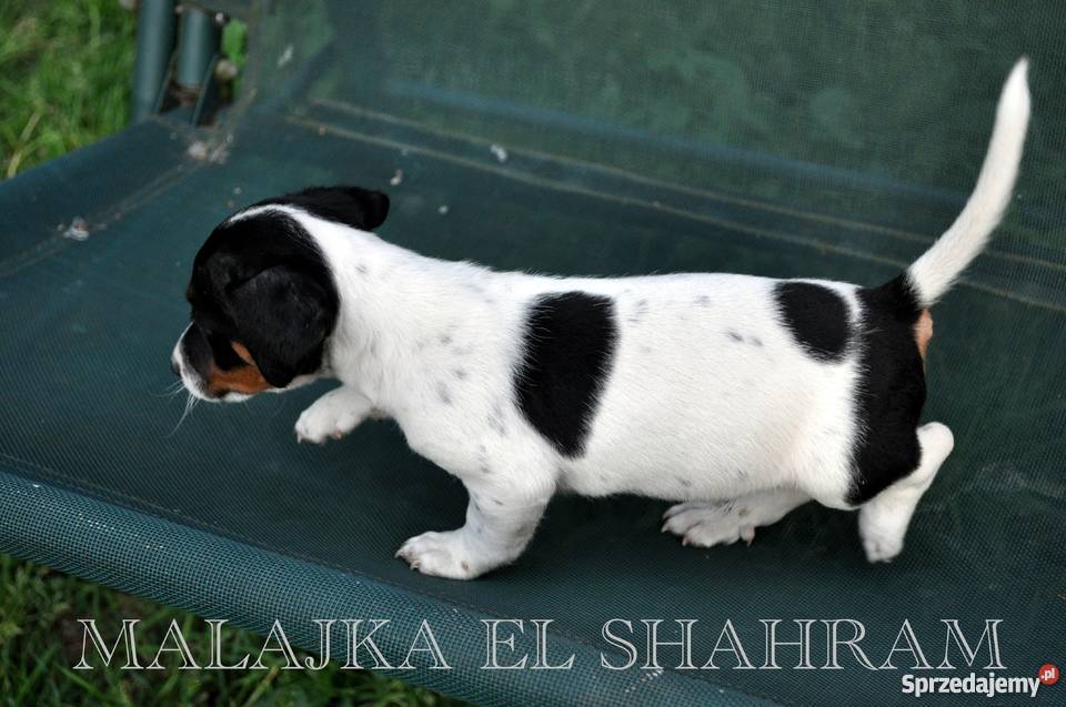PIESEK Jack Russell Terrier GŁADKOWŁOSY na Psy Skrzeszew