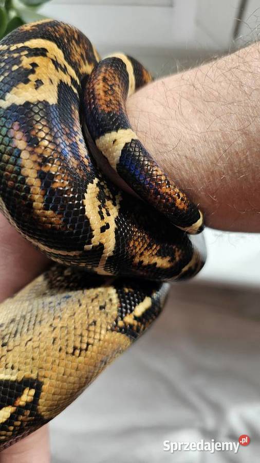 Wąż Boa Co strictor samiec piękny tęczowy połysk Poznań sprzedam