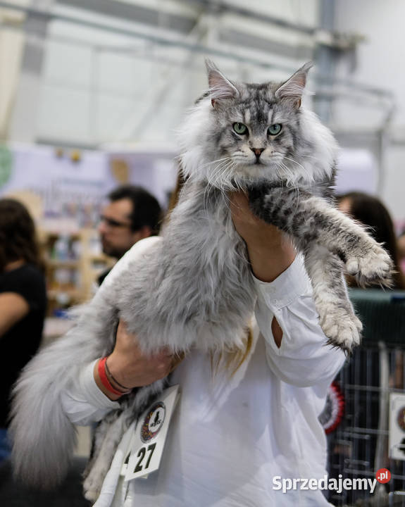 Srebrzysta kotka o pięknym kontraście maine coon Maine Coon