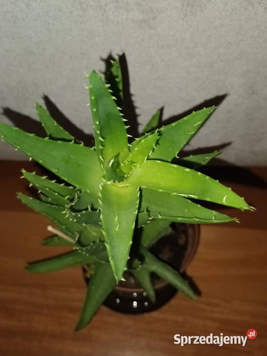 Aloes zielony 2 roślina rosnąca wysokość 35 Warszawa