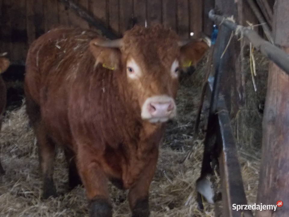 Byki 100 limousine Gołdap