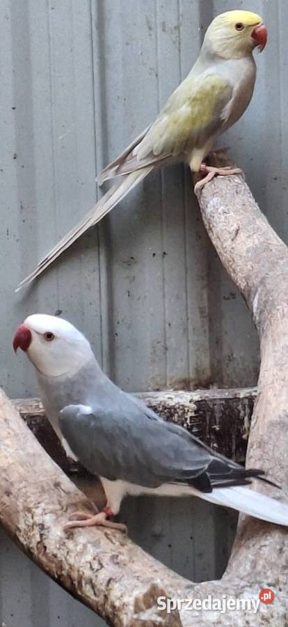Aleksandretty Obrożne Łańcut