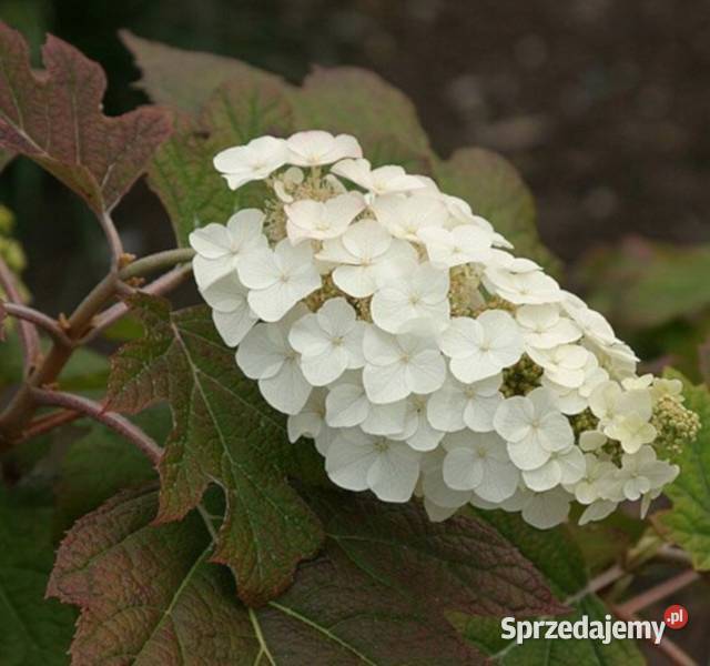 HORTENSJA DĘBOLISTNA Amethyst sadzonki w Ustronie sprzedam