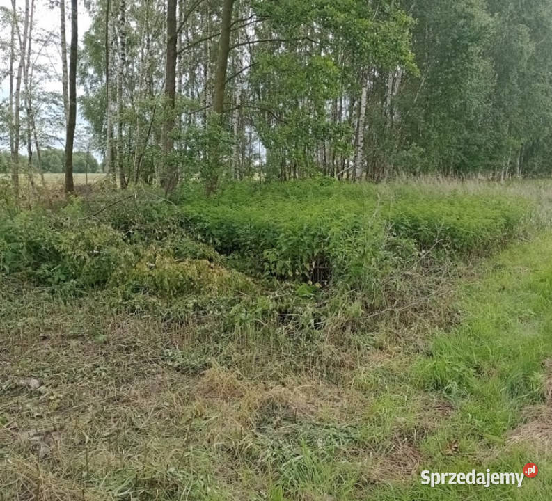 Kąty Trzebuskie działka 10 ar z WZ Sprzedam