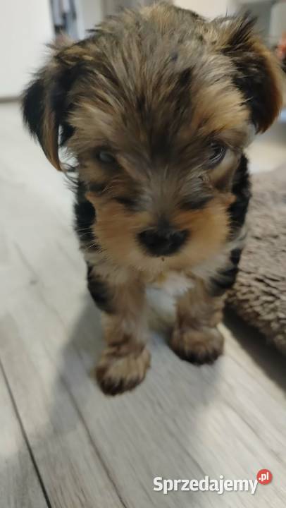 Urocze Yorkshire terrier Miniaturki York Łódź sprzedam