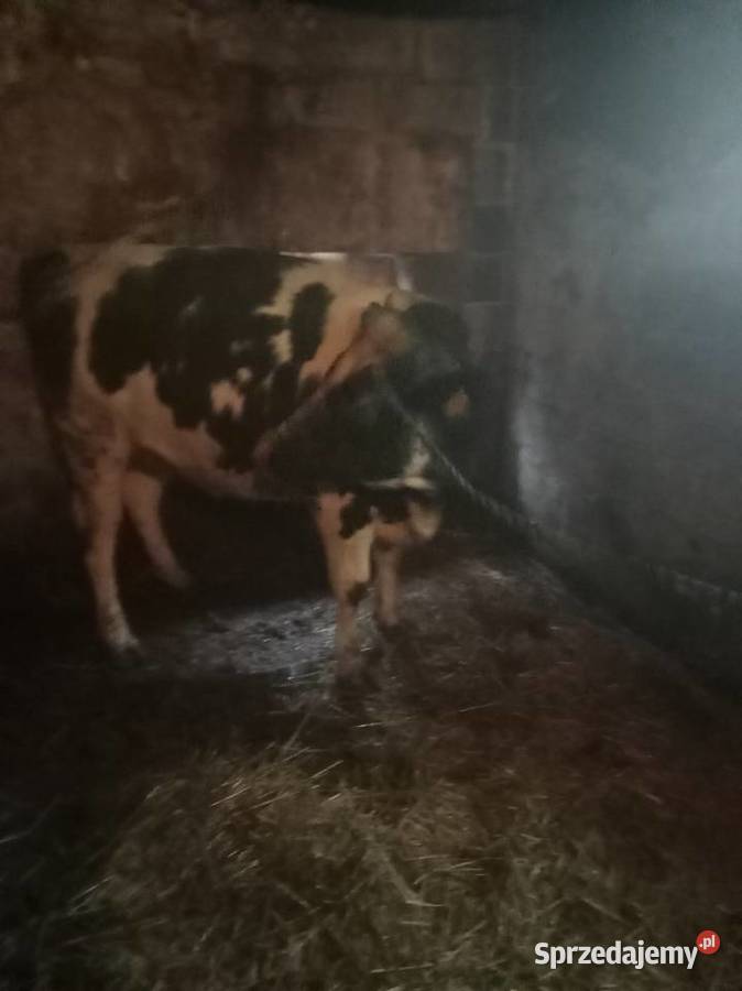 Jałwka Bieglów sprzedam