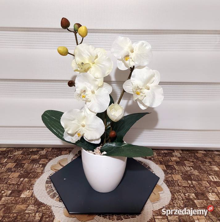 Storczyki Promocja sprzedam