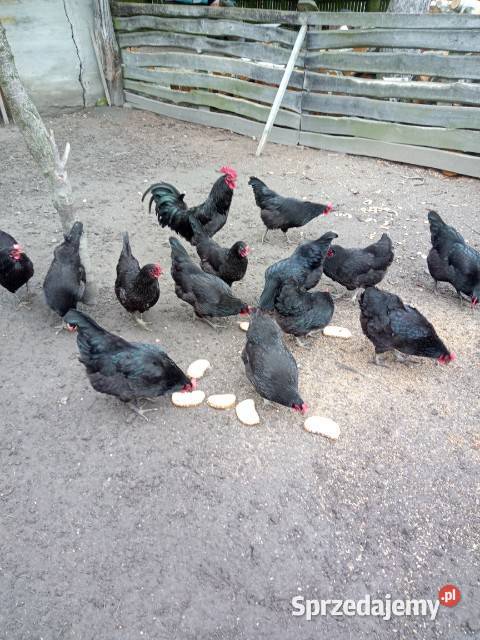 Zielone jaja Polska Kura Wielkanocna Ryki sprzedam