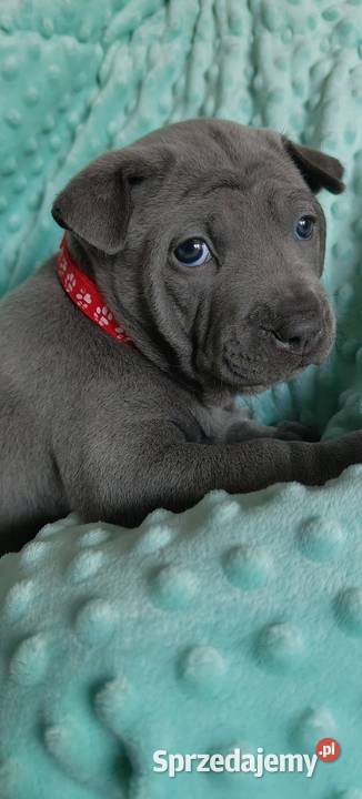 Thai Ridgeback Dog szczenięta Tarnów