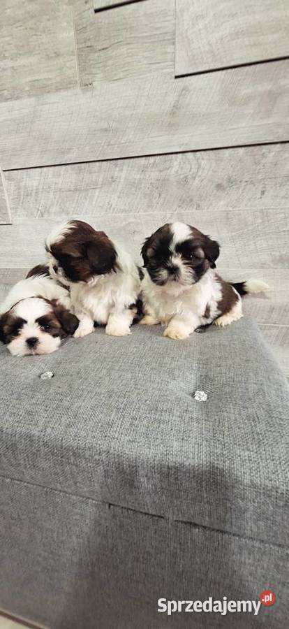 Shih Tzu pieski I suczka Shih Tzu Przysucha