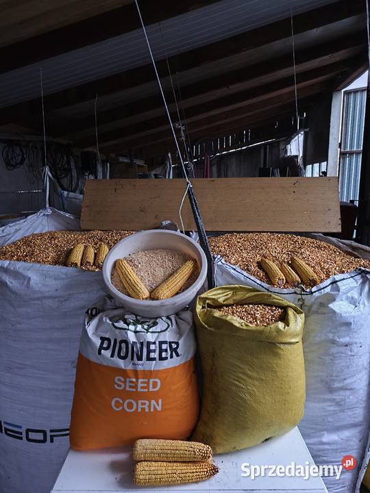 kukurydza srutowana mielona