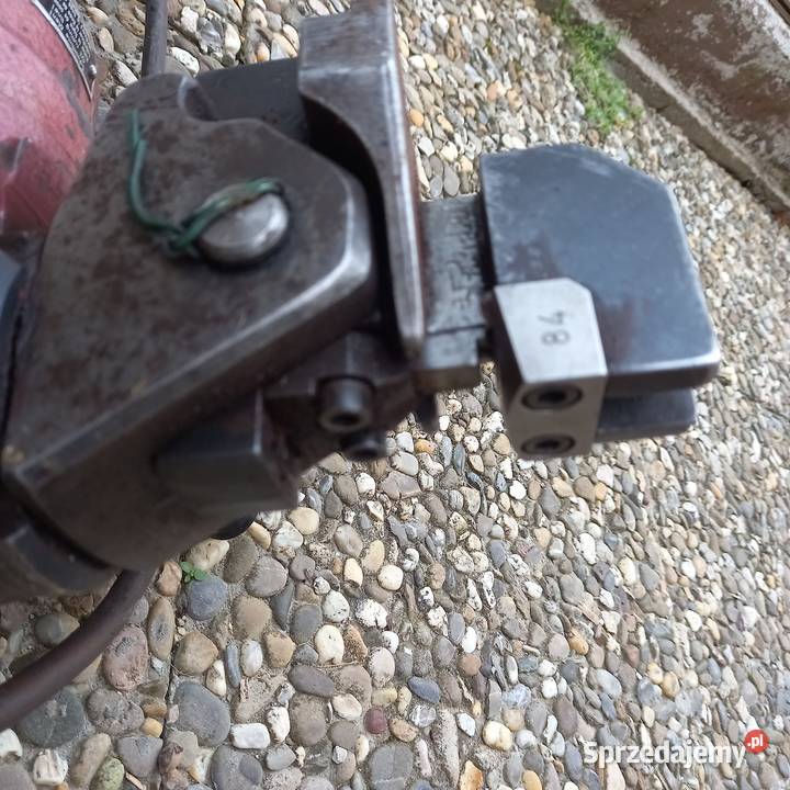 Rozdzierak nożyce podkarpackie