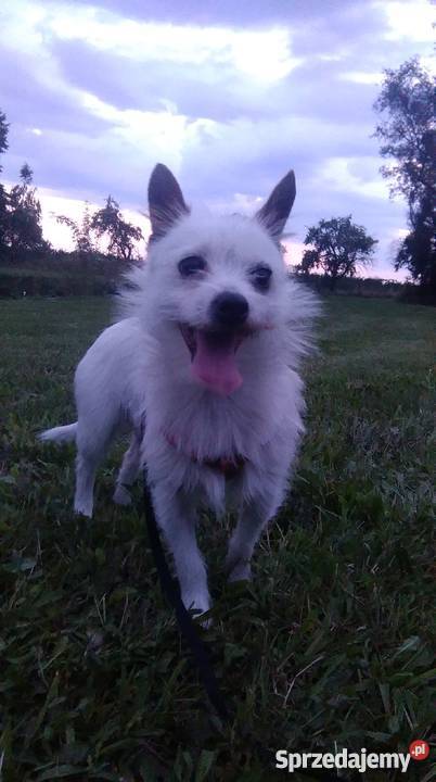 oddam pieska w ręce Mszczonów