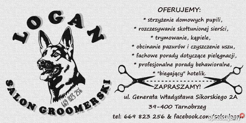 Strzyżenie Psów Kotów Logan Salon Groomerski Psi Fryzier