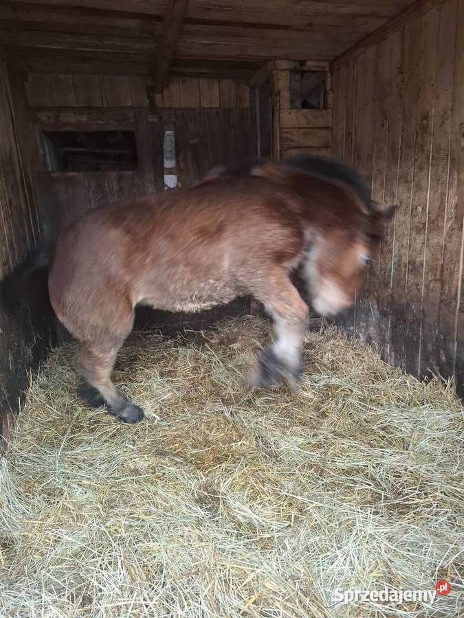 Ogierek 6 miesięcy Majdan Kozic Górnych