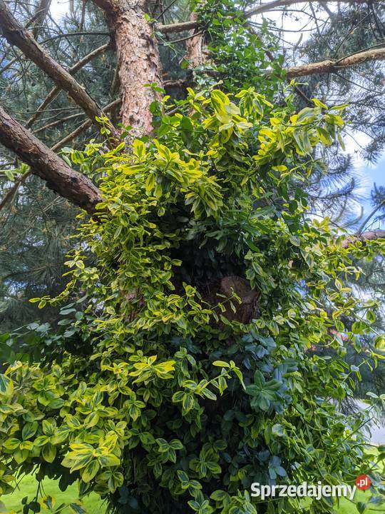 Trzmielina Emerald Gold pnąca