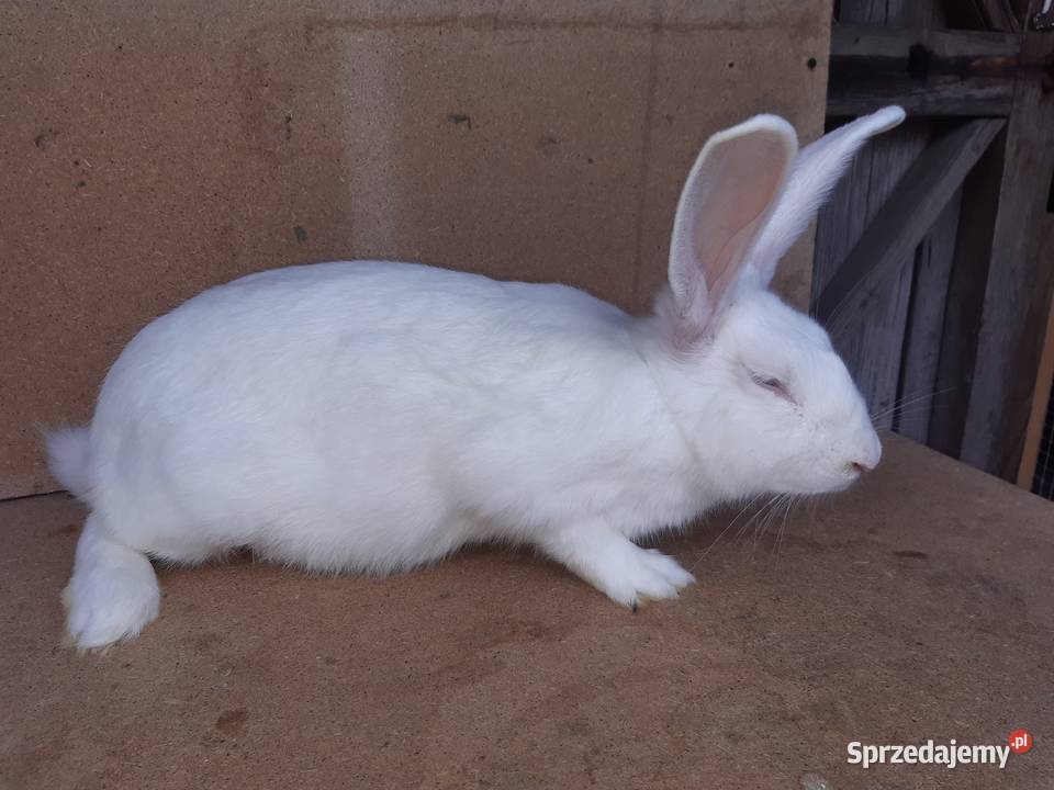 króliki termondzkie rodowód wysyłka podlaskie Bielsk Podlaski