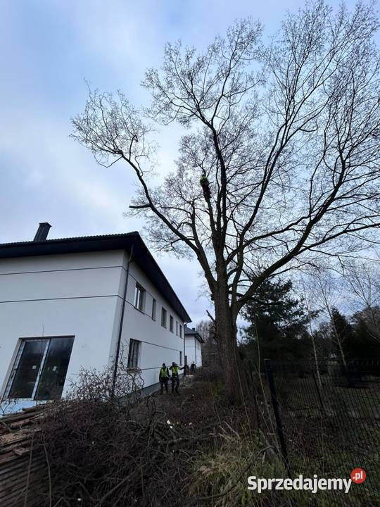 Wycinka drzew metodą alpinistyczna Arborysta Mirów Stary