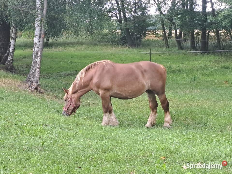 Klacz i zrebicę