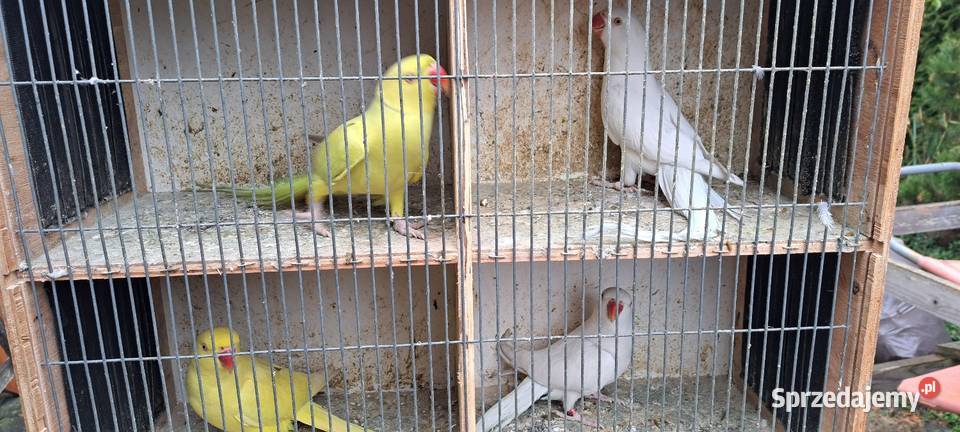 Papugi aleksandretty obrożne Konin