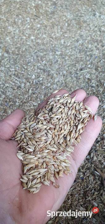 Jęczmień z pszenicą Poryte