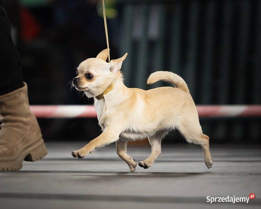 Chihuahua REPRODUKTORY szczenięta FCI Wwy Chihuahua