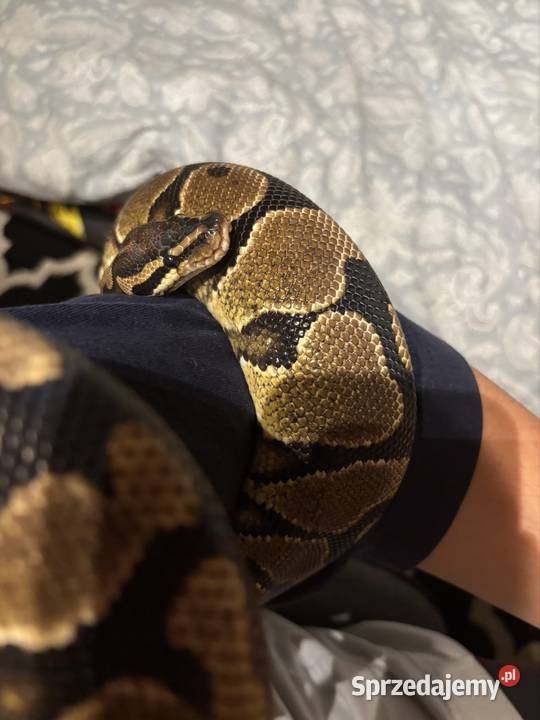 Pyton królewski z terrarium Gady i płazy Radzymin