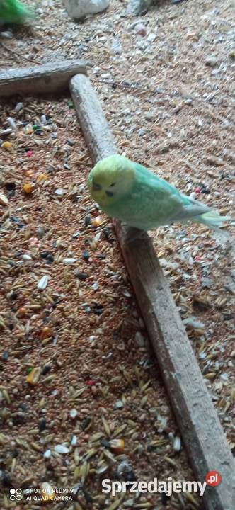 Do sprzedania papugi faliste Tarzymiechy Trzecie sprzedam